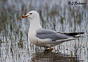 Larus delawarensis